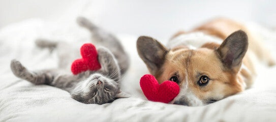 🐾 Pet Parent Bundle